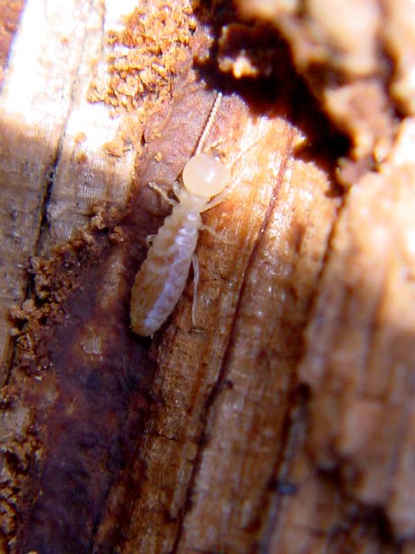 Termite Reticulitermes lucifugus